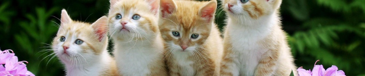 jhonnpreb livrai nos do malamen