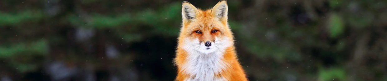 SodaFox