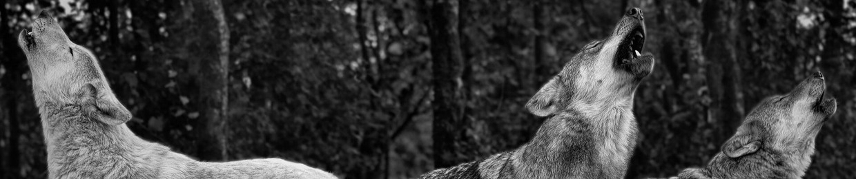 Wolves (arg)