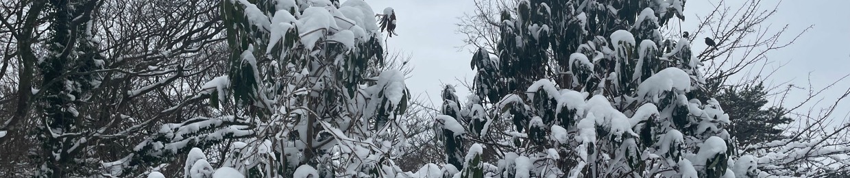 Snowlikethis