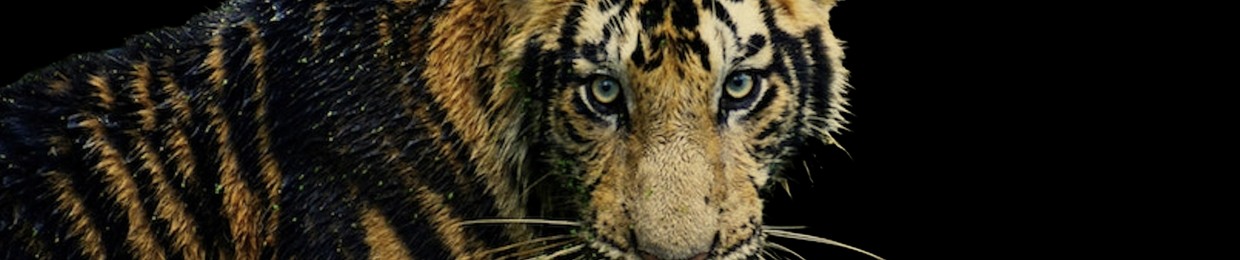 Andrea  Plamondon (Tigress Music)