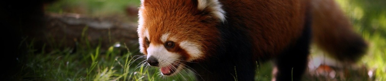 The Red Panda