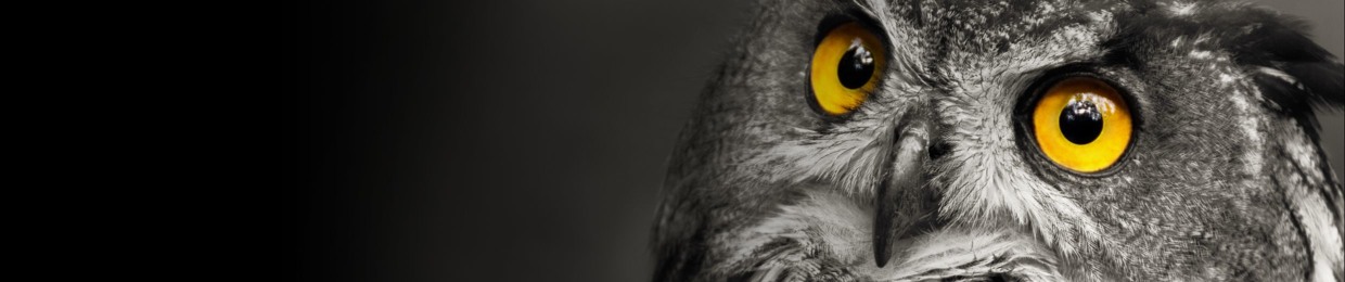 Owl Glance