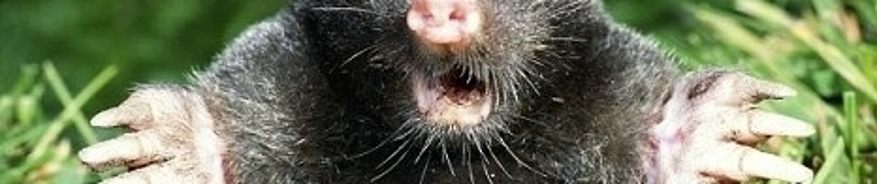 The Mole Stroker