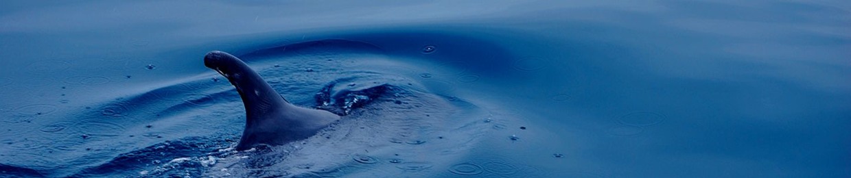 Ioan Voz Medicina * Cantos Del Origen