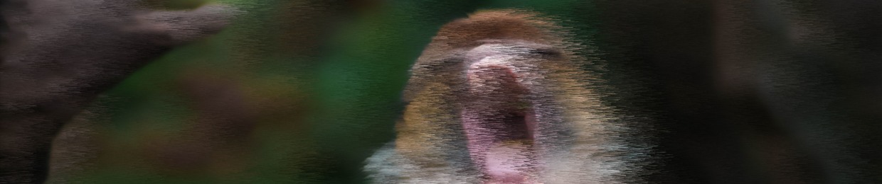 feedthemonkey