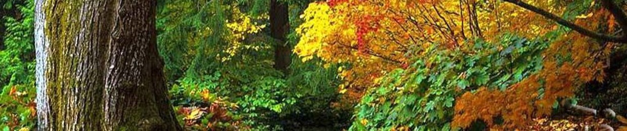 ابراهیم الف