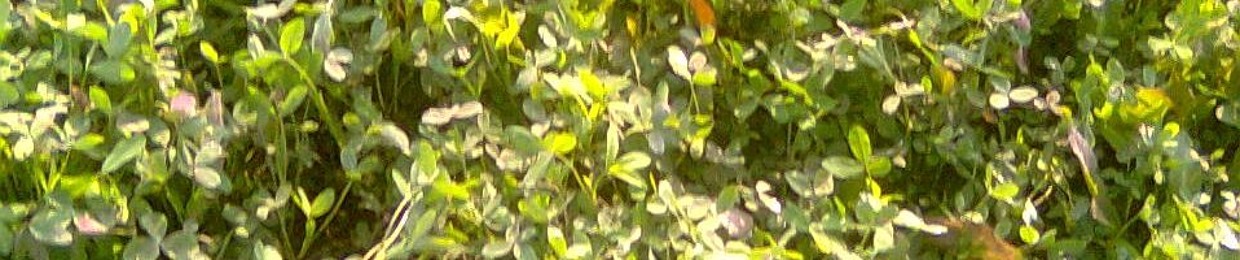 Waqar Ahmed Abbasi Naat
