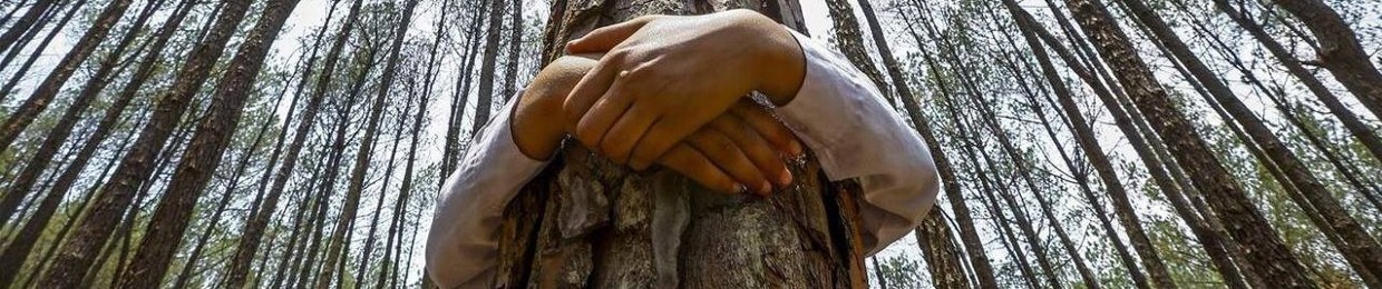TreeInABox