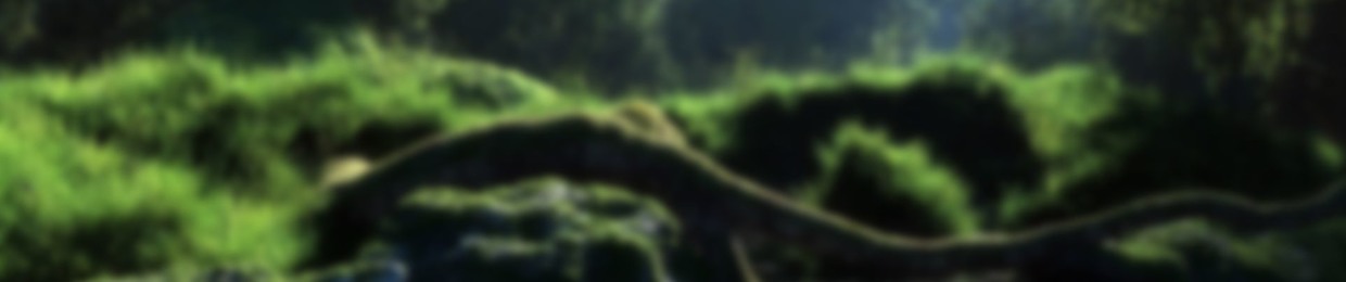 the_bat_turtle