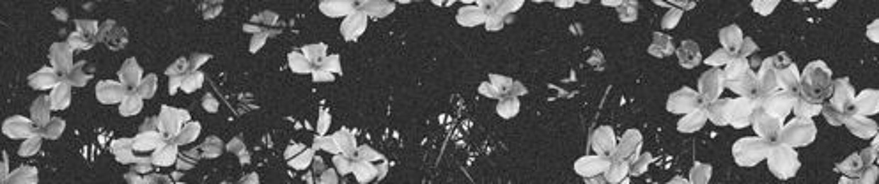 Raghad Hamawi