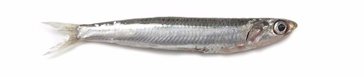 The Anchovy