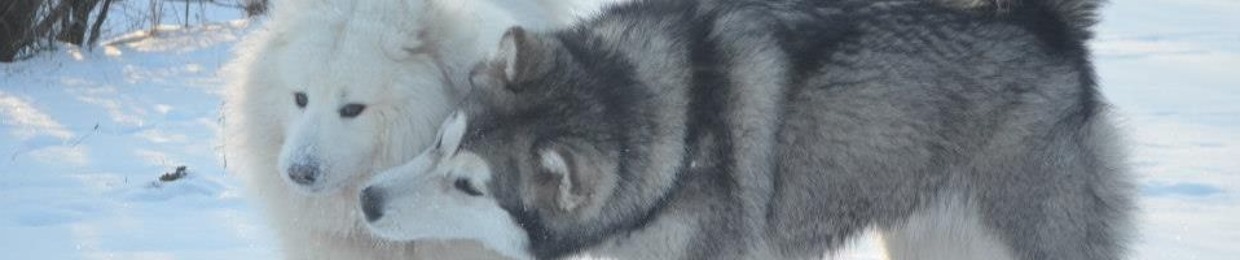 tetrisdog