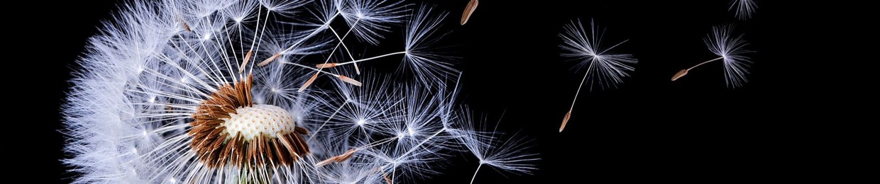 gem dandelion