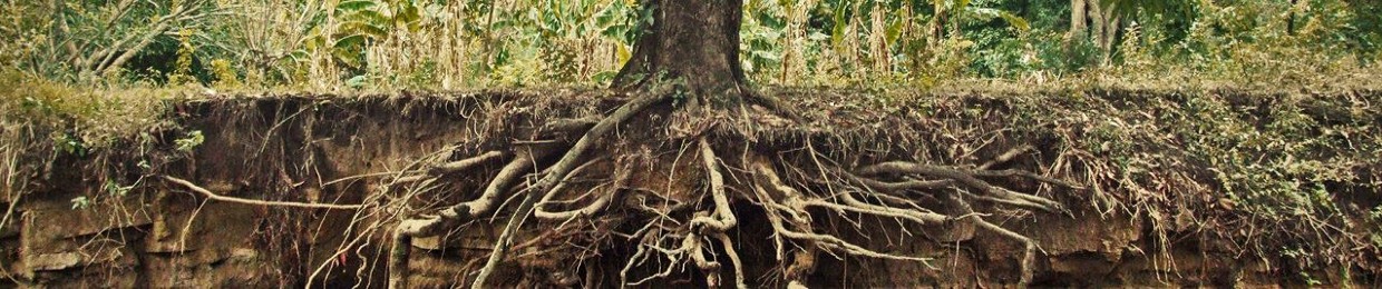 Digging For Roots