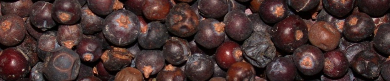 the juniper berries