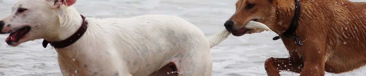 y〇kn∆ ® CrΣw 病気の...