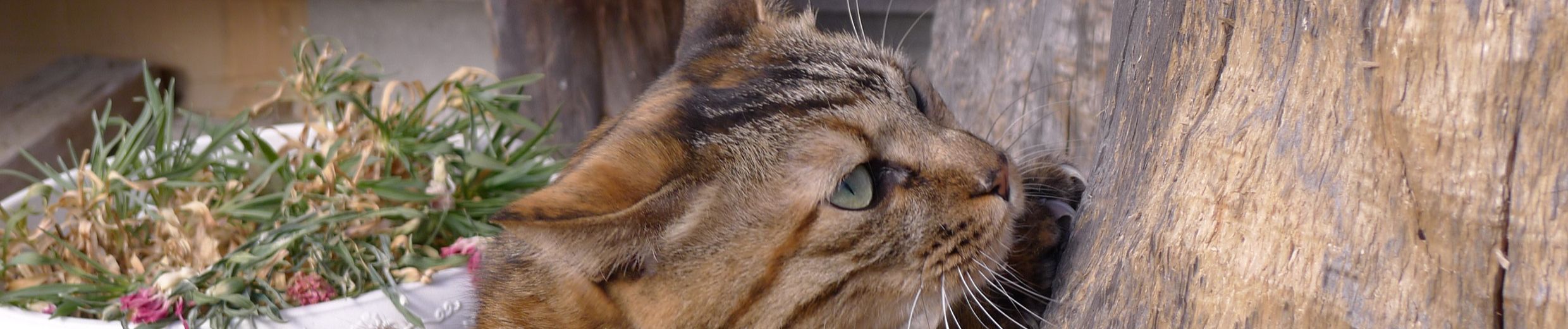 パラセタモール Paracetamol By Hatto Motto