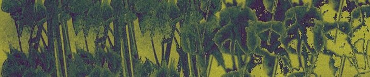 ne_hortenziia