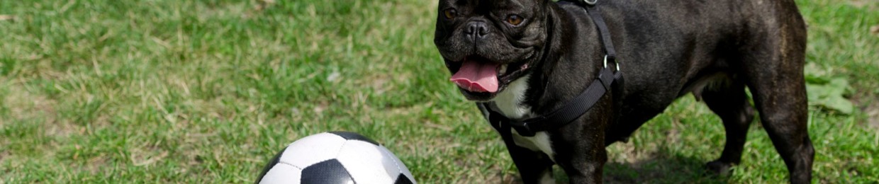 The Inverted Whingers