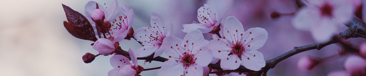 حسن الحسن الحامد