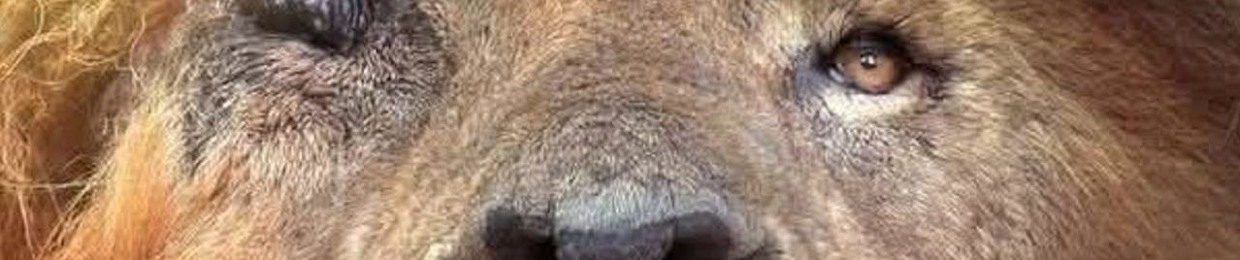 Sheperd