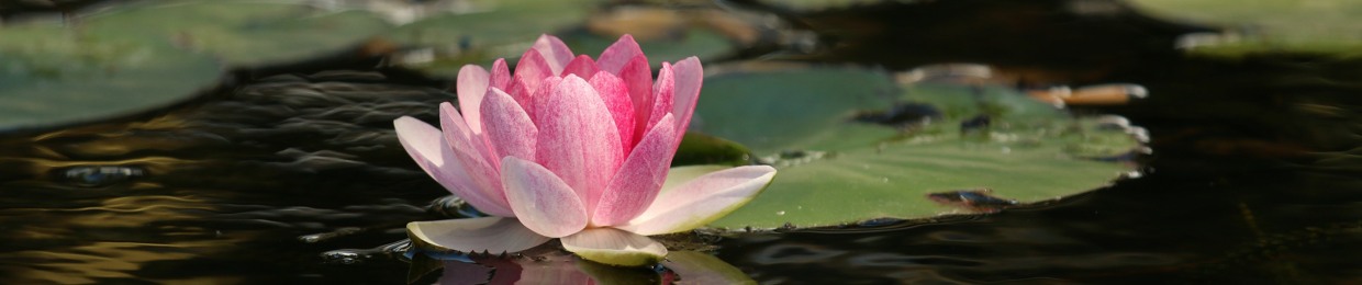 London Insight Meditation