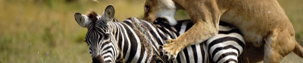 Evolutions Architect