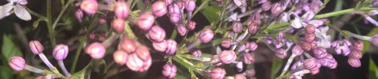 陵 花 : 릉화