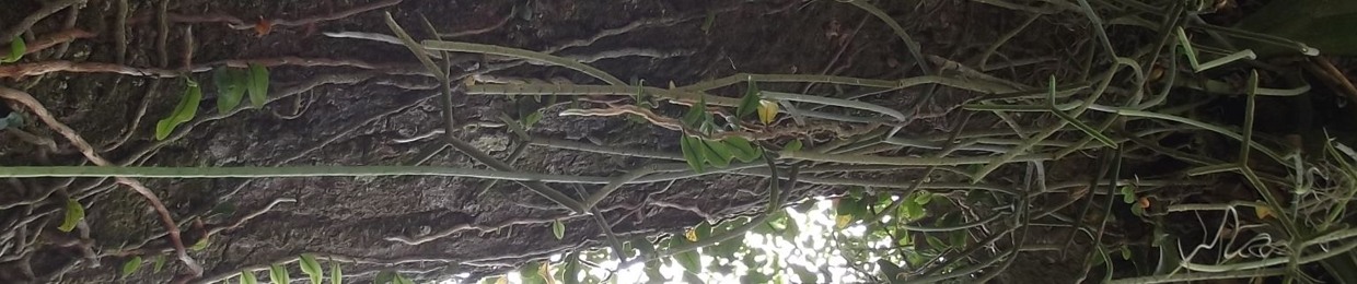 TXIC OWL