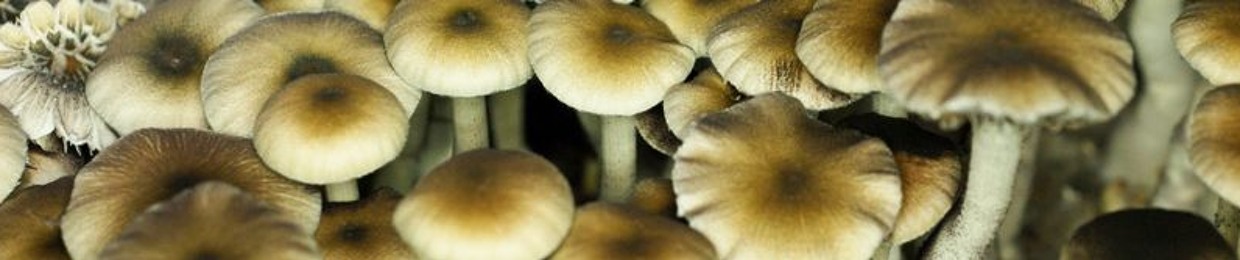 mushroomking