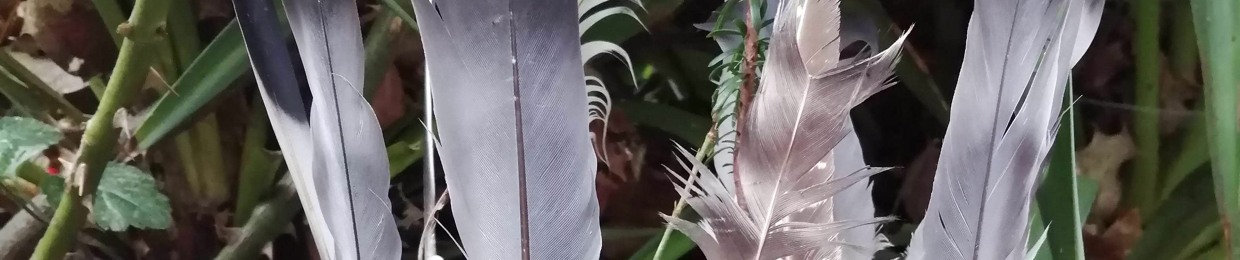 Feathers Write Songs