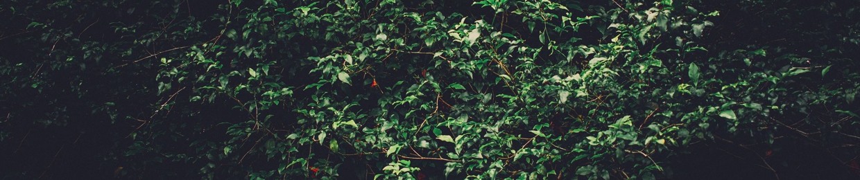 PlantCrazed