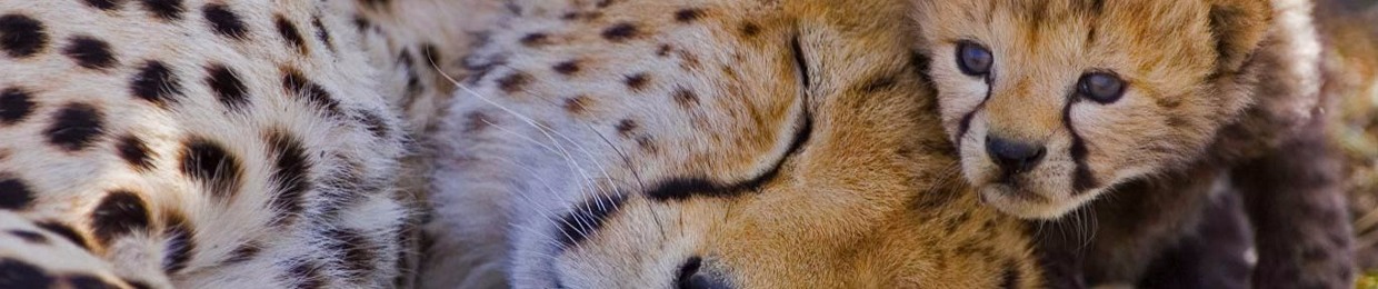 pico_12