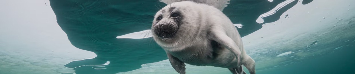 LuvSeals