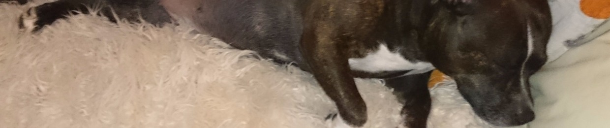 JiJi