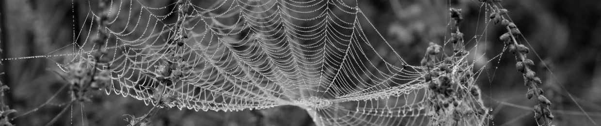 Web+Silk