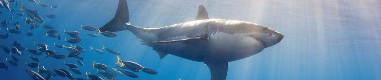 Save Ocean Life Podcasts