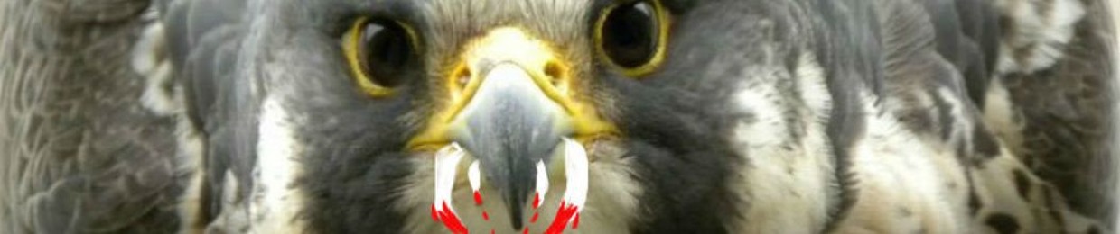 Peregrine Falcon Fangs