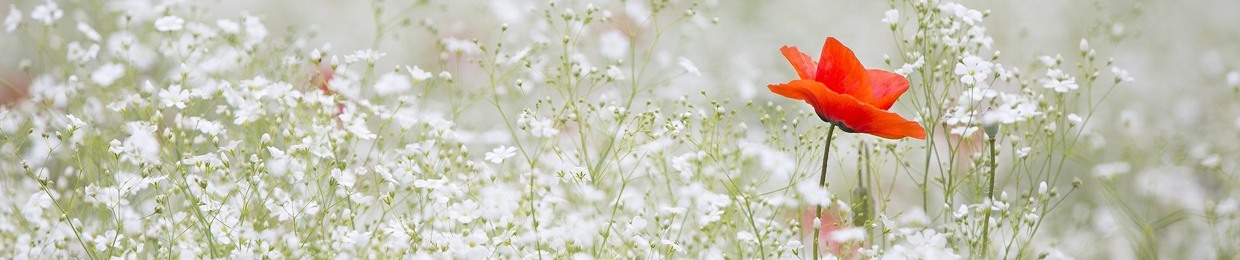 Heinrich-Böll-Stiftung MV
