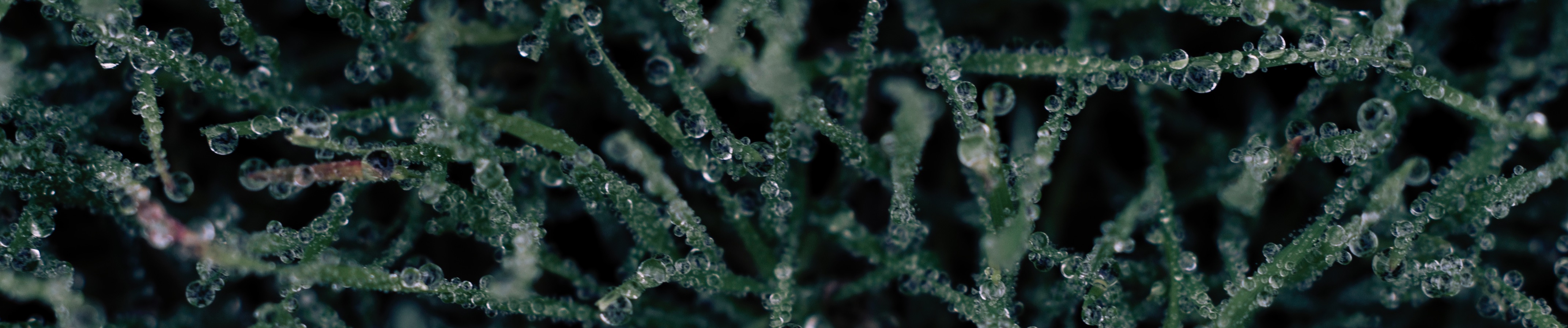 SoundCloud banner for @facedown