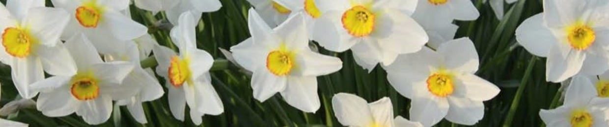 NARCISSUS