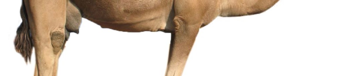 thecamel
