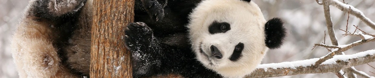 JuicyPanda369