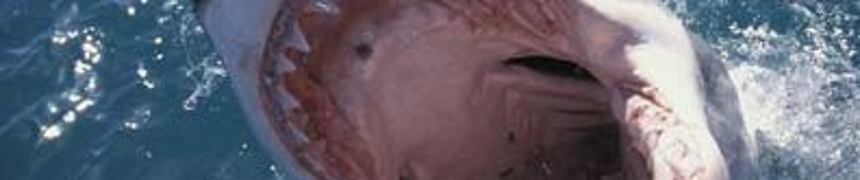 TheWolfofYYC