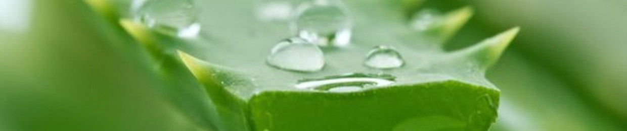 Aloe Kmen