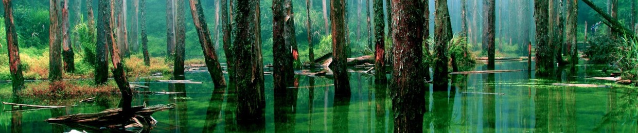 Flooded Forests