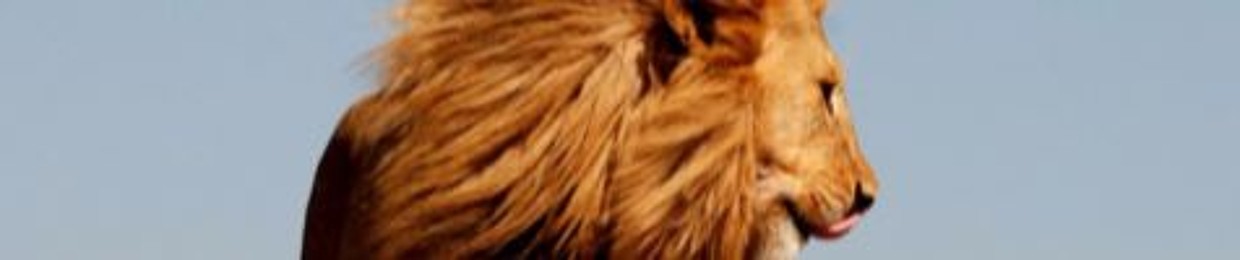 simba's rawr