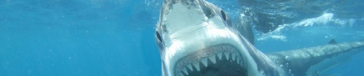 Shark Attack Repost