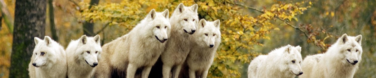WOLFPAC MUSIC